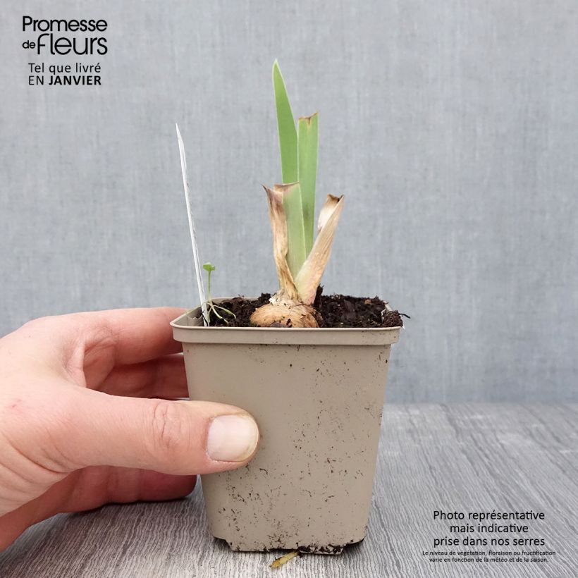 Example of Iris germanica Chelsea Bleu Kweekpotje van 8/9 cm as you get in hiver