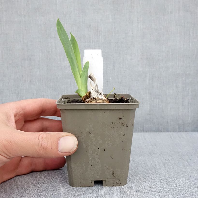 Exemplaar van Iris germanica Cherished - Baardiris Kweekpotje van 8/9 cm zoals geleverd in de lente