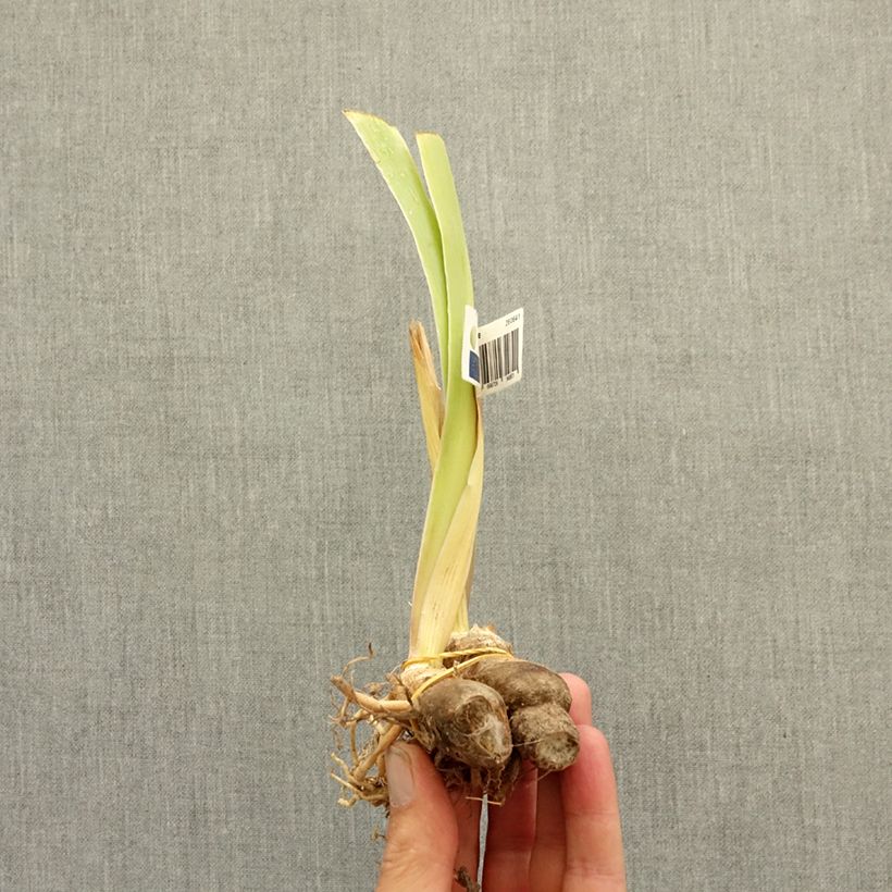 Exemplaar van Iris germanica Circus Dragon - Baardiris Lilliput Wortelstok zoals geleverd in de winter