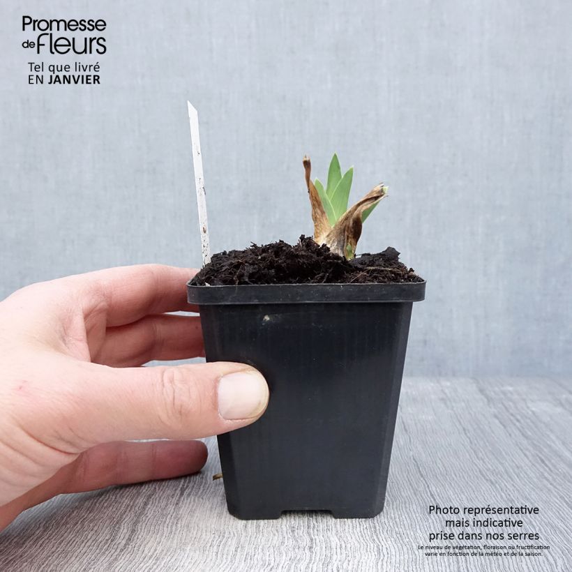 Example of Iris germanica Coffee Trader - Iris des Jardins Kweekpotje van 8/9 cm as you get in hiver