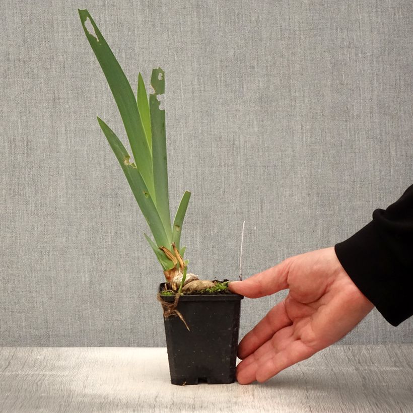 Exemplaar van Iris germanica Coffee Trader - Baardiris Kweekpotje van 8/9 cm zoals geleverd in de lente