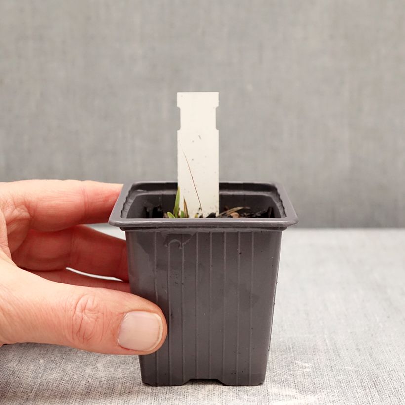 Exemplaar van Iris germanica Color me Rose Lilliput - Baardiris Kweekpotje van 8/9 cm zoals geleverd in de winter