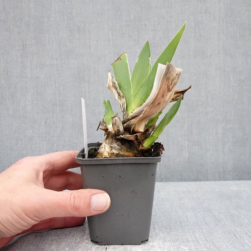 Exemplaar van Iris germanica Conspiration - Baardiris Kweekpotje van 8/9 cm zoals geleverd in de winter