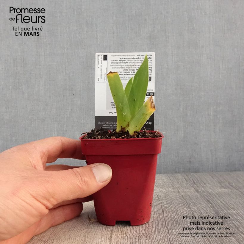 Exemplaar van Iris germanica Copper Classic - Baardiris Kweekpotje van 8/9 cm zoals geleverd in de lente