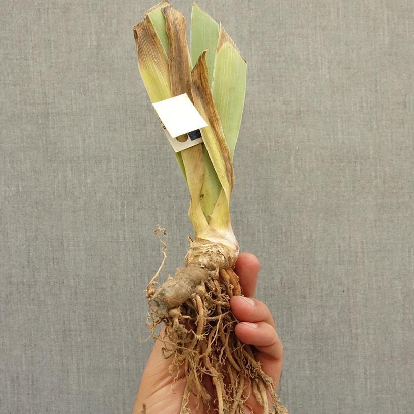 Exemplaar van Iris germanica Coup de Soleil - Baardiris Wortelstok zoals geleverd in de winter
