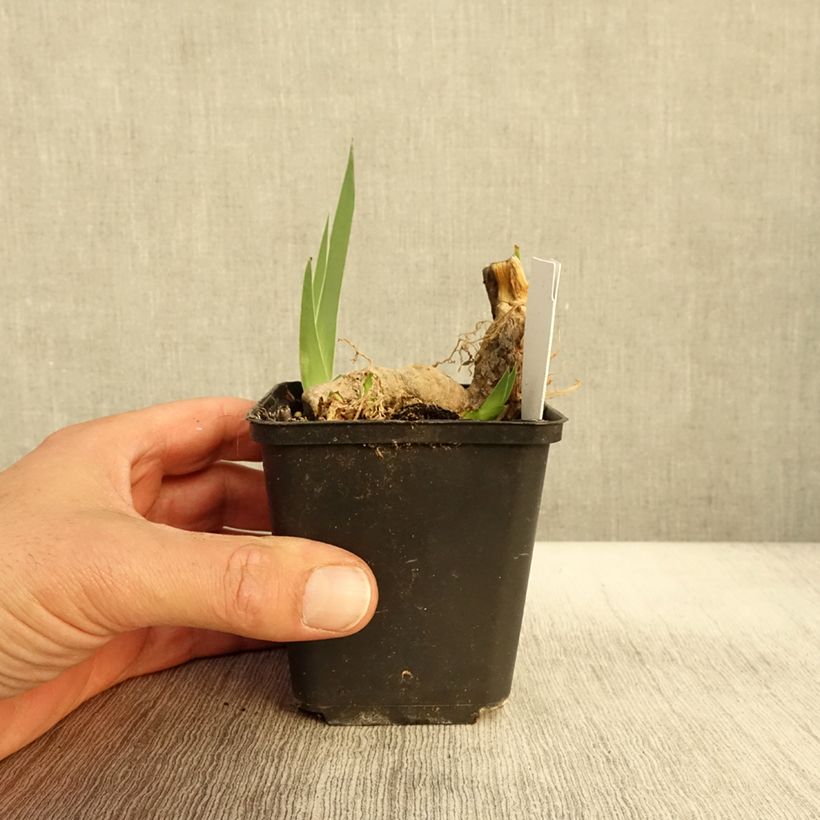 Exemplaar van Iris germanica Crimson Tiger - Iris des Jardins Godet de 8/9 cm zoals geleverd in de herfst