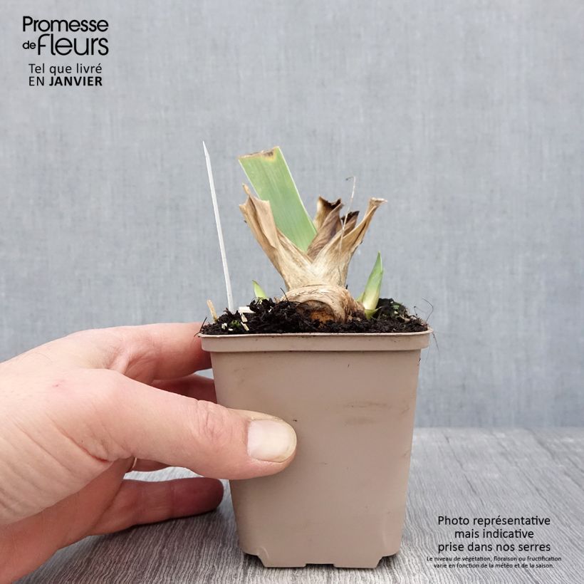 Example of Iris germanica Crimson Tiger - Iris des Jardins Kweekpotje van 8/9 cm as you get in hiver