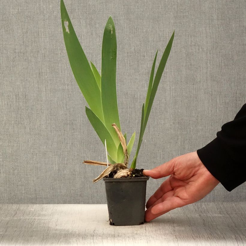 Exemplaar van Iris germanica Crimson Tiger - Baardiris Kweekpotje van 8/9 cm zoals geleverd in de lente