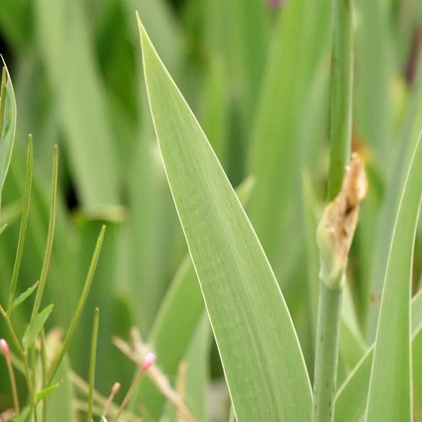 Iris germanica Cutie - Baardiris (Blad)