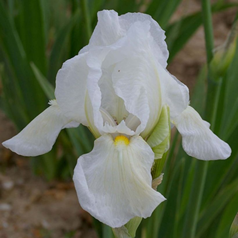 Iris germanica Dame Blanche - Baardiris wit (Flowering)