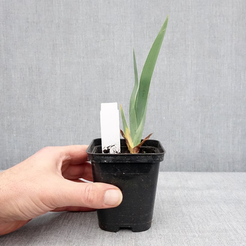 Example of Iris germanica Dame de Coeur Kweekpotje van 8/9 cm as you get in hiver