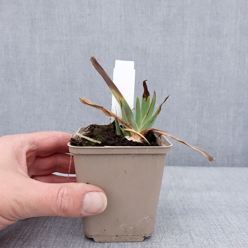 Example of Iris germanica Danse du Feu - Iris des Jardins Kweekpotje van 8/9 cm as you get in hiver