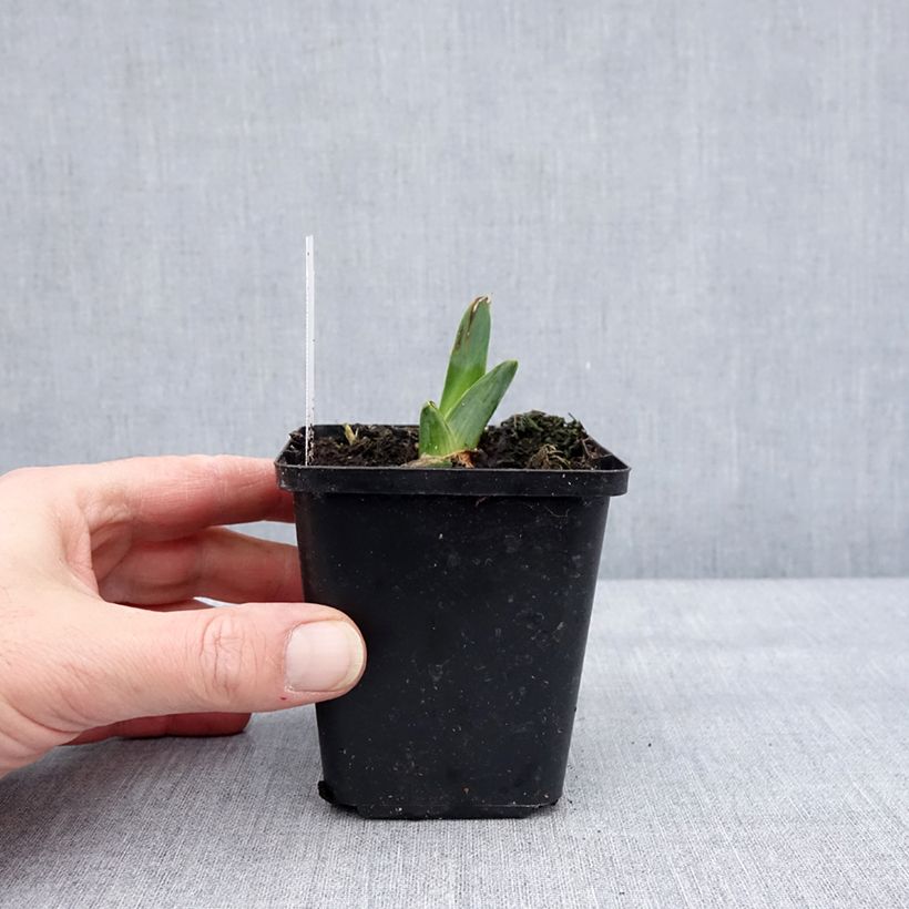 Example of Iris germanica Dating A Royal - Iris des Jardins Kweekpotje van 8/9 cm as you get in hiver