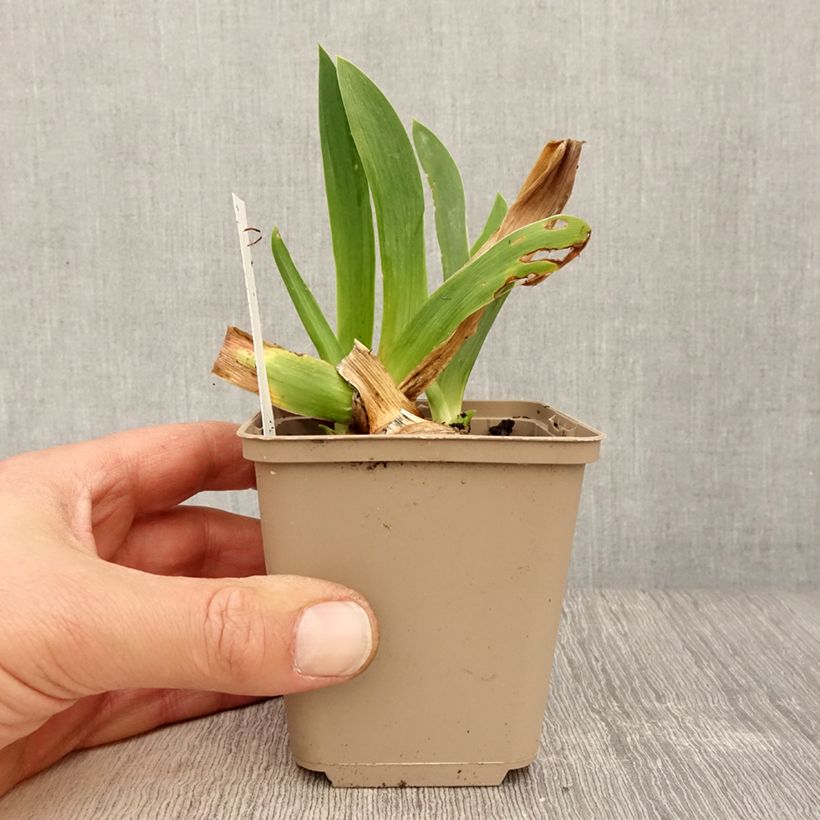 Exemplaar van Iris germanica Dating A Royal - Baardiris Kweekpotje van 8/9 cm zoals geleverd in de lente