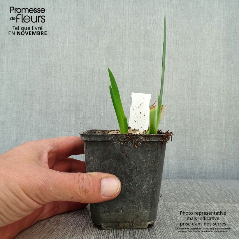 Exemplaar van Iris germanica Déguisement - Grand Iris des Jardins  Godet de 8/9 cm zoals geleverd in de herfst