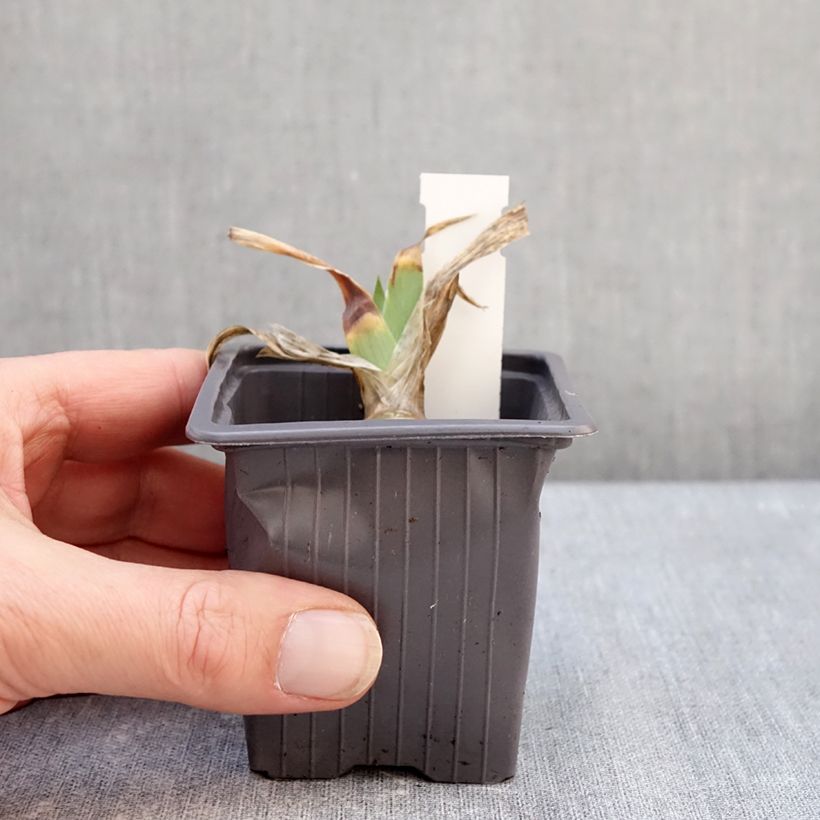 Exemplaar van Iris germanica Delicato - Baardiris Kweekpotje van 8/9 cm zoals geleverd in de winter