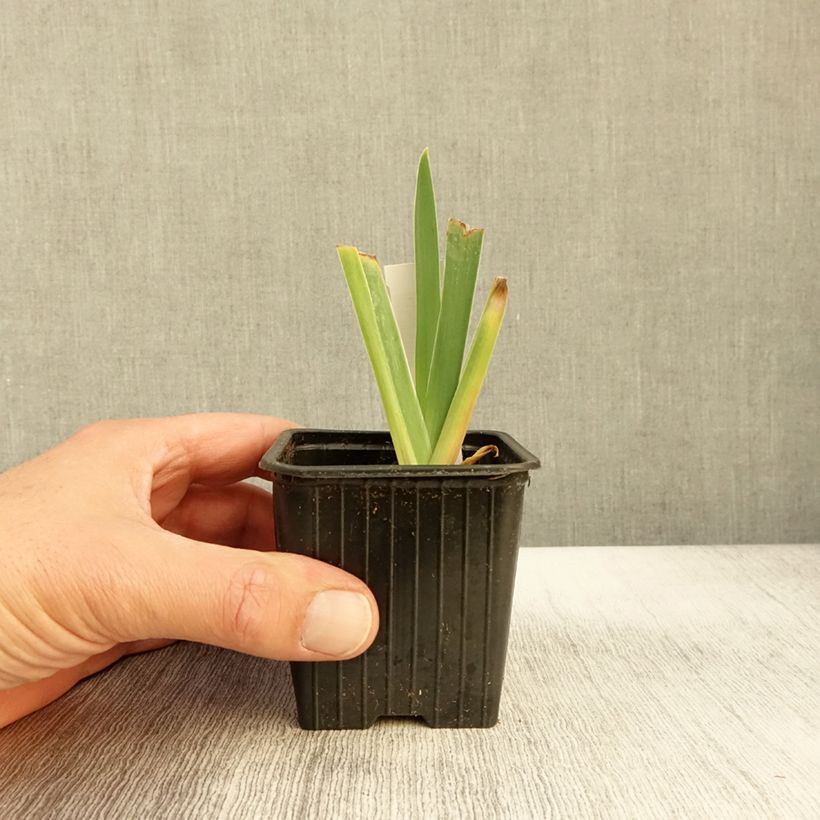 Exemplaar van Iris germanica Delicato - Iris des Jardins  Godet de 8/9 cm zoals geleverd in de herfst