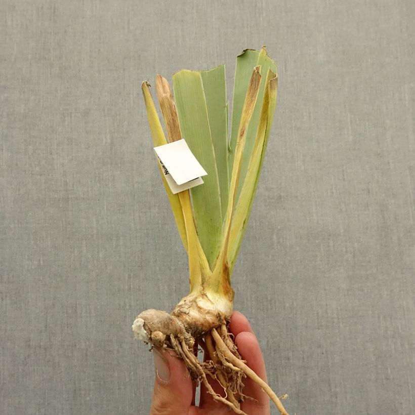 Exemplaar van Iris germanica Delta Blues - Baardiris Wortelstok zoals geleverd in de winter