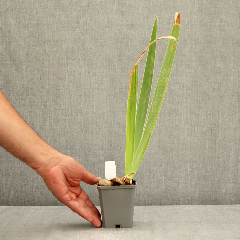 Exemplaar van Iris germanica Dernier Cri - Baardiris Kweekpotje van 8/9 cm zoals geleverd in de zomer