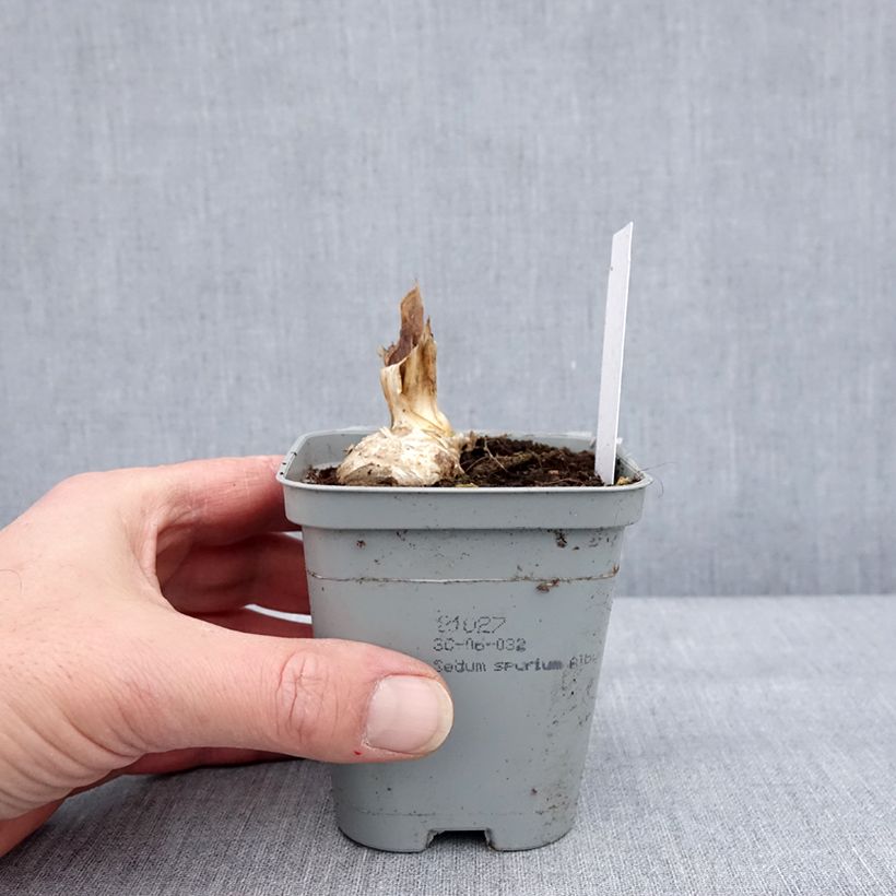 Example of Iris germanica Dernier Cri - Iris des Jardins Kweekpotje van 8/9 cm as you get in hiver