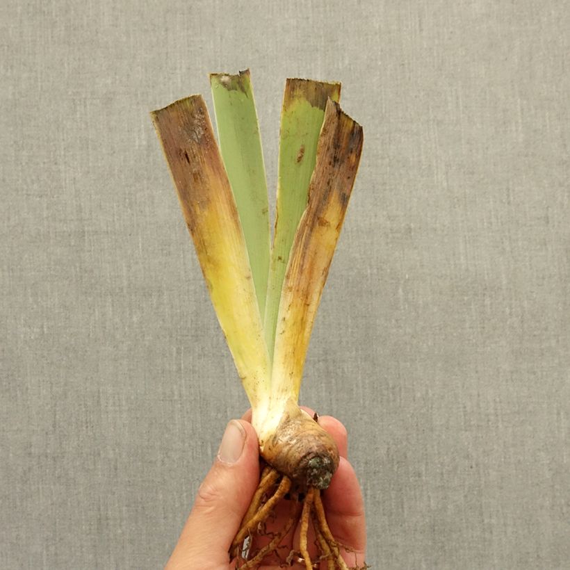 Exemplaar van Iris germanica Dinky Circus - Baardiris Wortelstok zoals geleverd in de winter