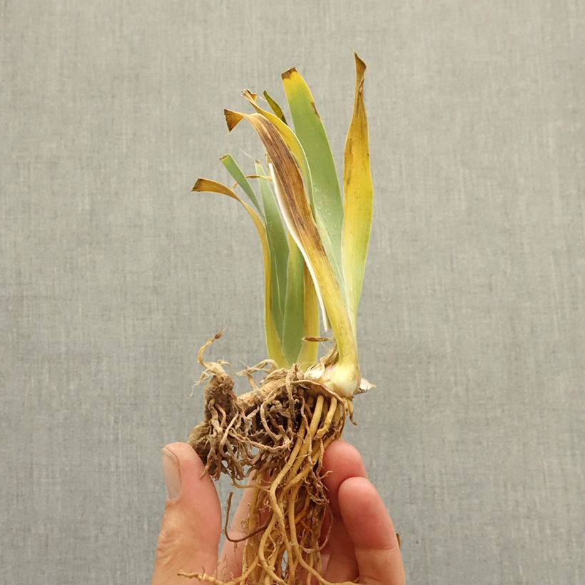 Exemplaar van Iris germanica Don't Stop Believing - Baardiris Wortelstok zoals geleverd in de winter