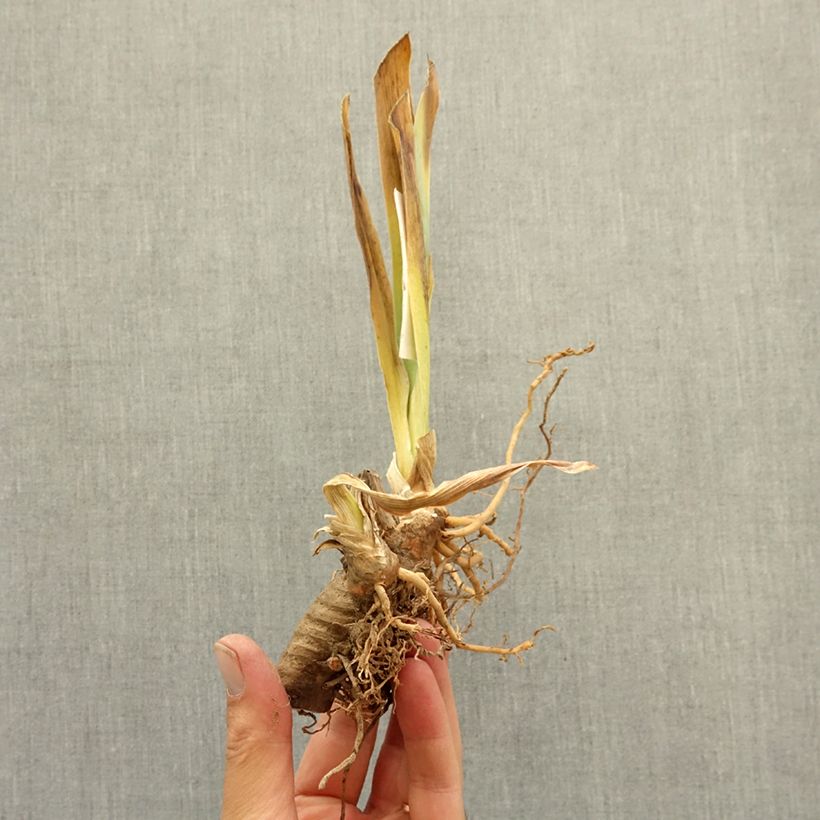Exemplaar van Iris germanica Dracula's Kiss - Baardiris Wortelstok zoals geleverd in de winter