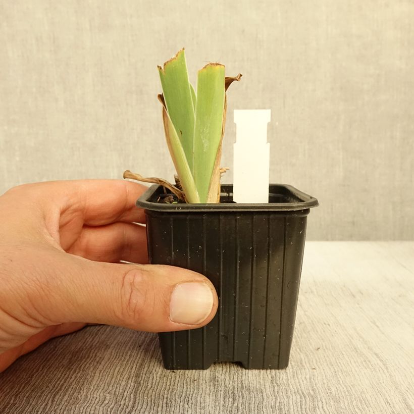 Exemplaar van Iris germanica Dutch Chocolate - Baardiris Kweekpotje van 8/9 cm zoals geleverd in de herfst
