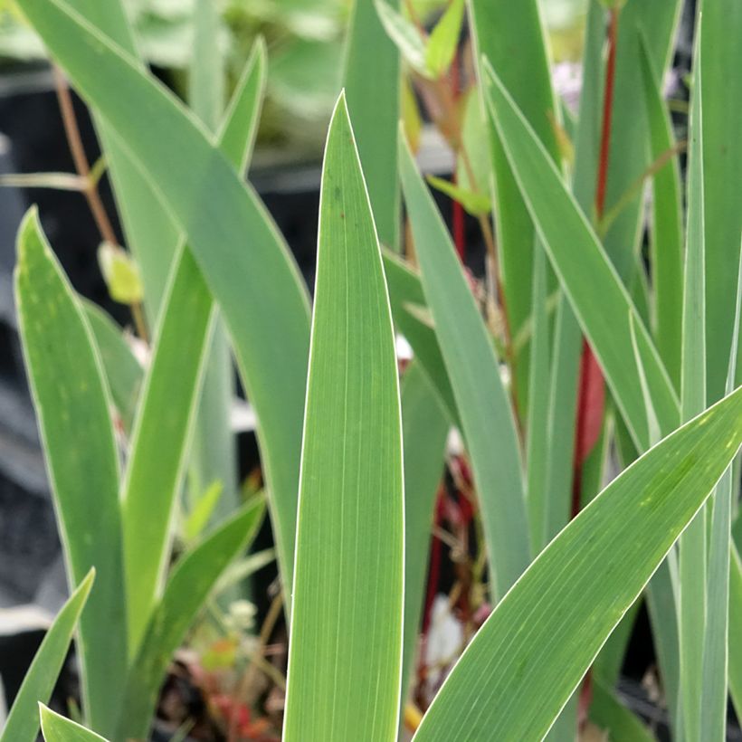 Iris germanica Dutch Chocolate - Baardiris (Blad)