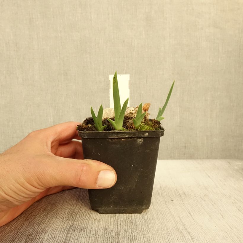Exemplaar van Iris germanica En Ebullition - Iris de Bordure Godet de 8/9 cm zoals geleverd in de herfst