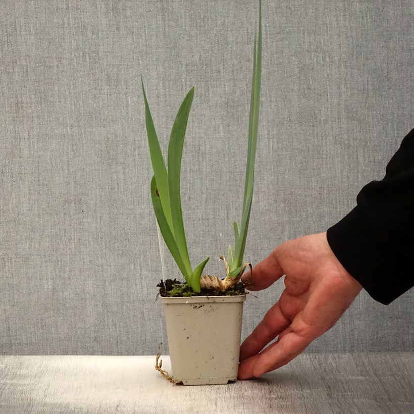 Exemplaar van Iris germanica En Ebullition - Baardiris Kweekpotje van 8/9 cm zoals geleverd in de lente