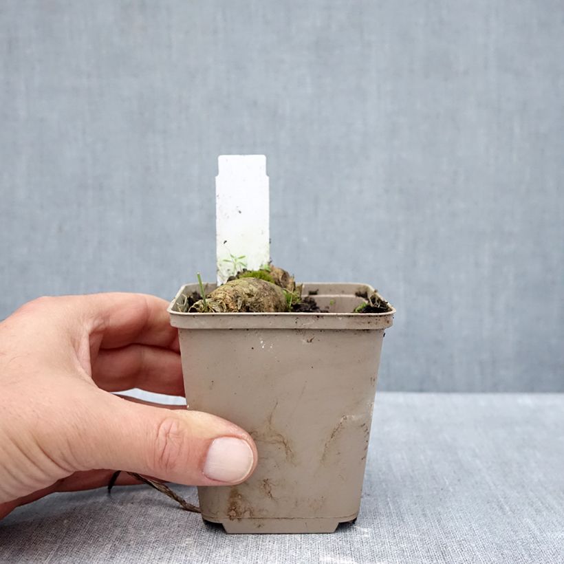 Example of Iris germanica En Pointillés - Iris des Jardins Kweekpotje van 8/9 cm as you get in automne