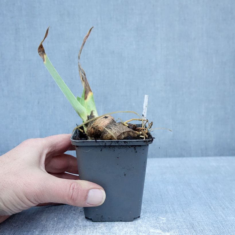 Exemplaar van Iris germanica En Pointillés - Baardiris Kweekpotje van 8/9 cm zoals geleverd in de winter