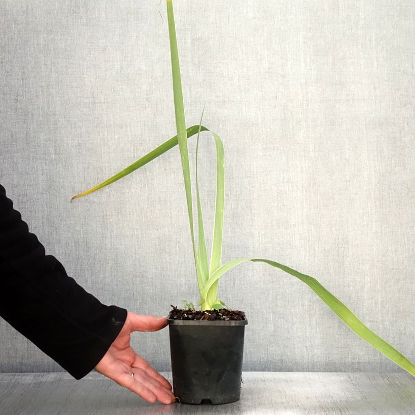Exemplaar van Iris germanica English cottage - Baardiris Pot van 1,5 l/2 l zoals geleverd in de herfst