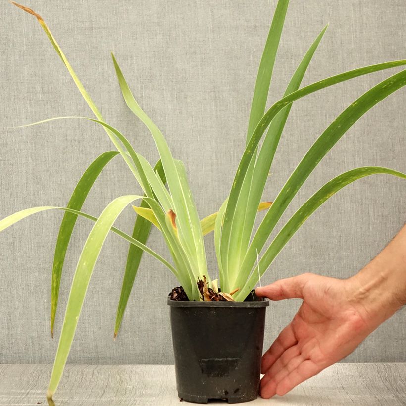 Exemplaar van Iris germanica English cottage - Baardiris Pot van 1,5 l/2 l zoals geleverd in de zomer
