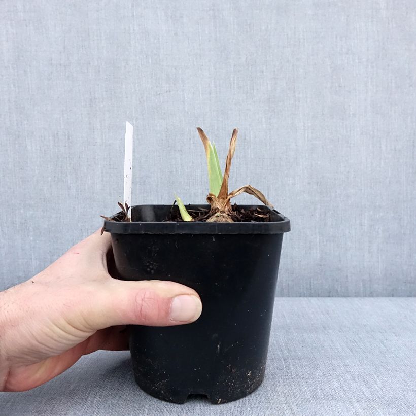 Example of Iris germanica English cottage - Iris des jardins remontant Pot van 1,5 l/2 l as you get in hiver