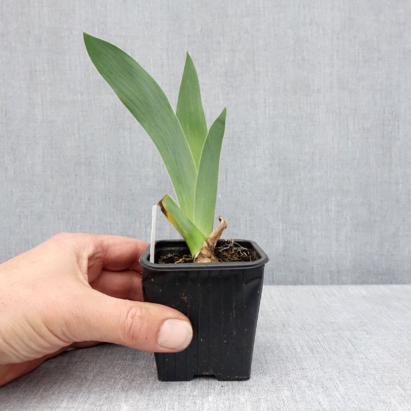 Exemplaar van Iris germanica Flamant Rose - Baardiris roze Kweekpotje van 8/9 cm zoals geleverd in de lente