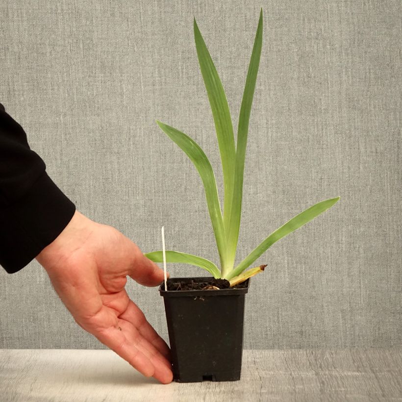 Exemplaar van Iris germanica Flamenco - Burgundy Brown - Baardiris Kweekpotje van 8/9 cm zoals geleverd in de lente