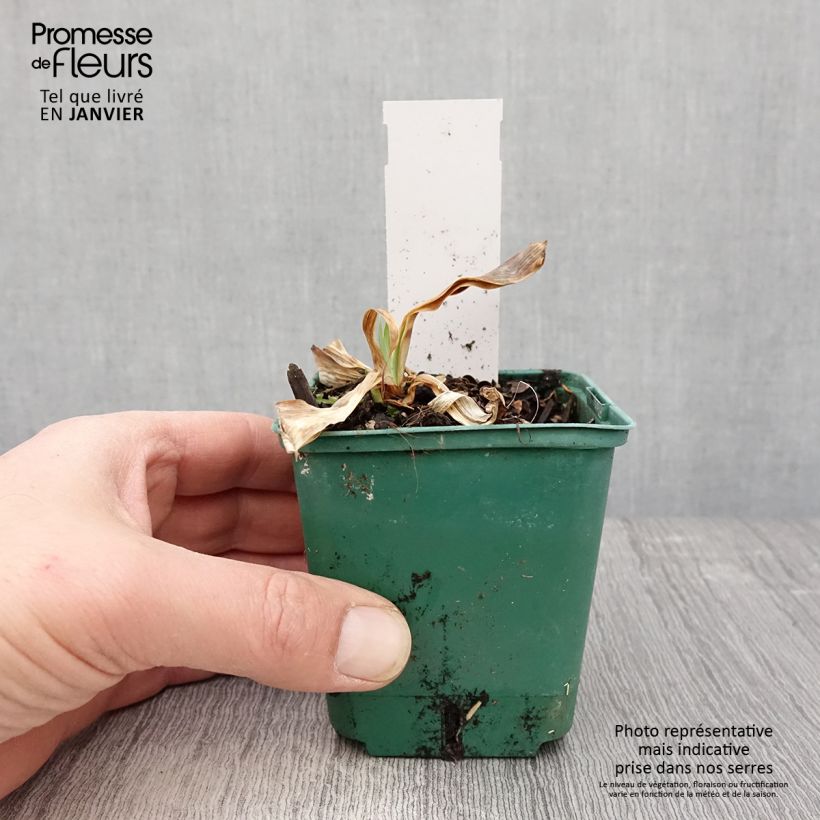 Example of Iris germanica Flaming Dragon - Grand iris des jardins Kweekpotje van 8/9 cm as you get in hiver