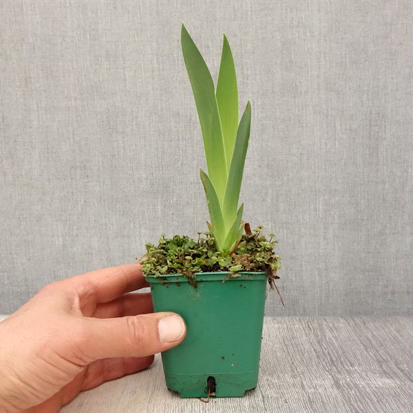 Exemplaar van Iris germanica Flaming Dragon - Baardiris Kweekpotje van 8/9 cm zoals geleverd in de lente