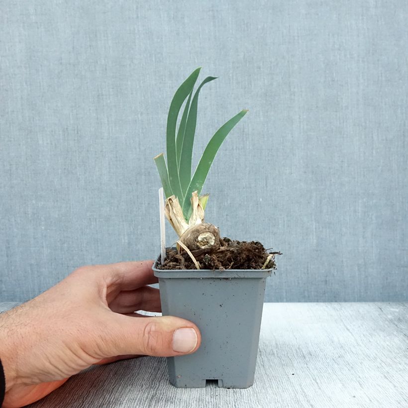 Exemplaar van Iris germanica Frison-Roche - Baardiris Kweekpotje van 8/9 cm zoals geleverd in de herfst