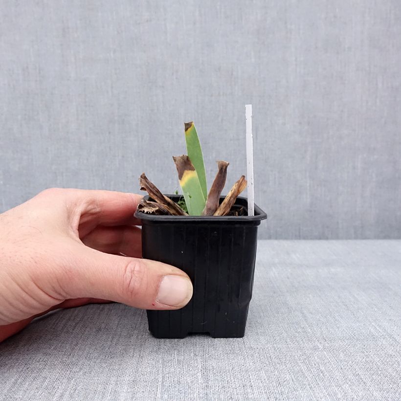 Example of Iris germanica Glacier - Baardiris Kweekpotje van 8/9 cm as you get in hiver
