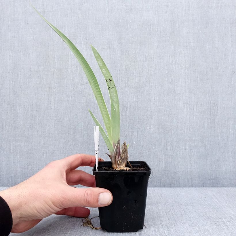 Example of Iris germanica Golden Immortal - Iris des Jardins Kweekpotje van 8/9 cm as you get in hiver