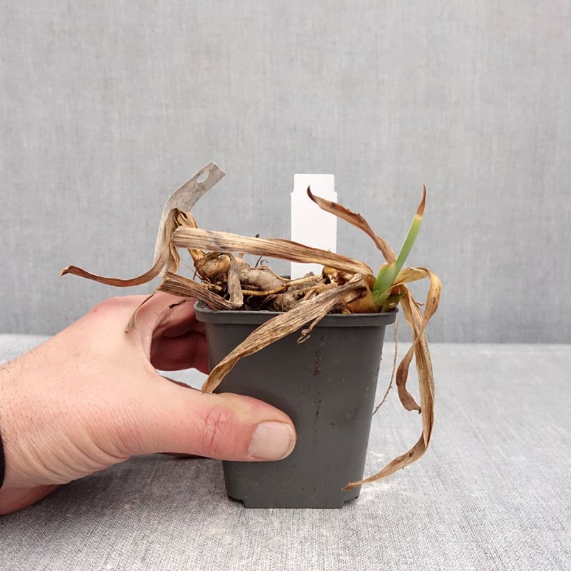 Example of Iris germanica Gracchus - Iris des Jardins remontant Kweekpotje van 8/9 cm as you get in hiver