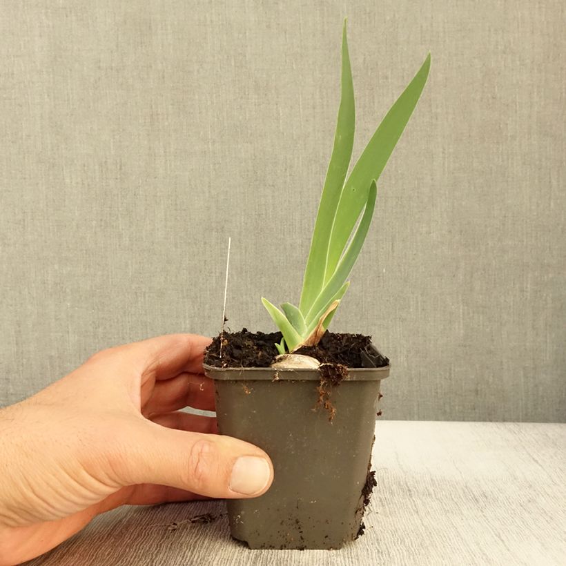 Exemplaar van Iris germanica Grand Canari - Iris des Jardins Godet de 8/9 cm zoals geleverd in de herfst