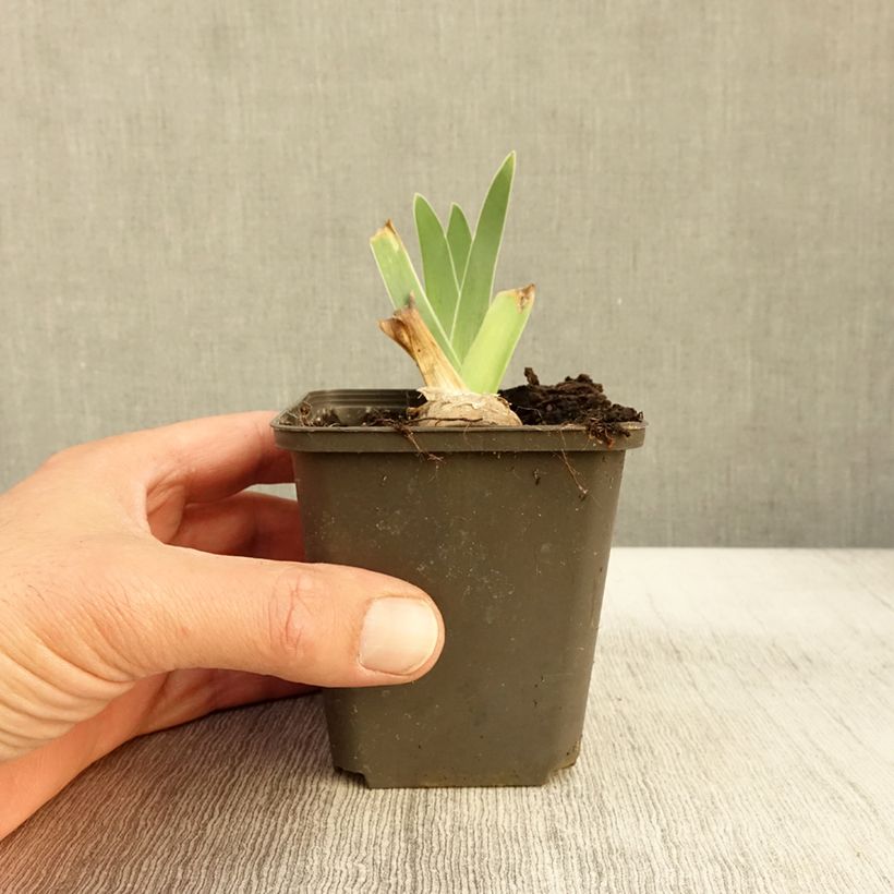 Exemplaar van Iris germanica Guatemala - Baardiris Kweekpotje van 8/9 cm zoals geleverd in de herfst