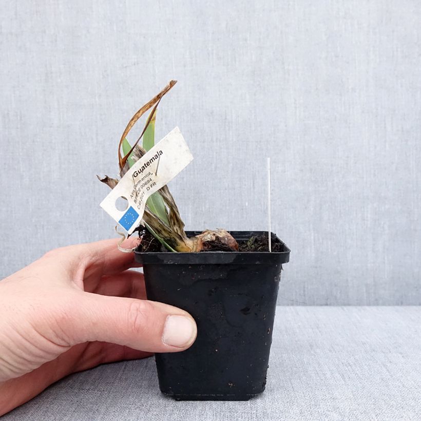 Example of Iris germanica Guatemala - Iris des Jardins Kweekpotje van 8/9 cm as you get in hiver