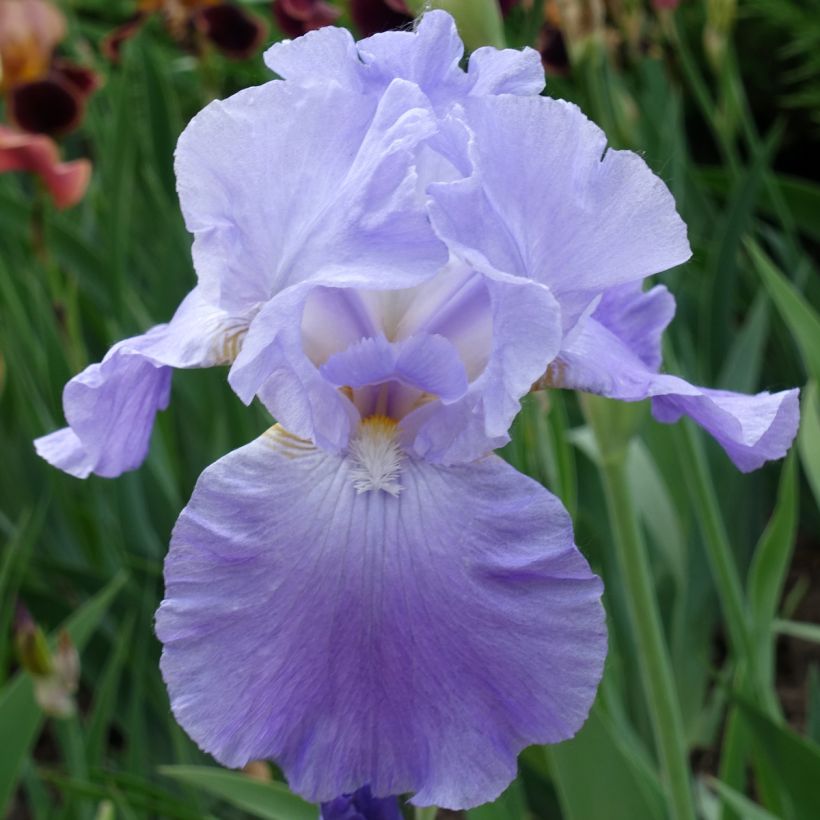 Iris germanica Harbor Blue - Baardiris (Flowering)