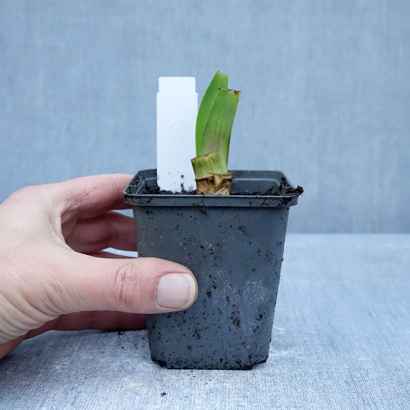 Exemplaar van Iris germanica Harbor Blue - Baardiris Kweekpotje van 8/9 cm zoals geleverd in de winter