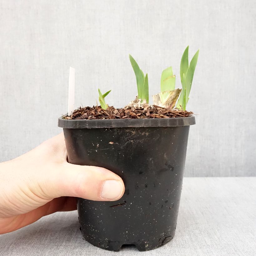 Example of Iris germanica Harbor Blue - Iris des jardins Pot van 1,5 l/2 l as you get in hiver